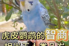 如何分辨虎皮鹦鹉的雌雄（识别雌雄虎皮鹦鹉的关键特征及技巧）